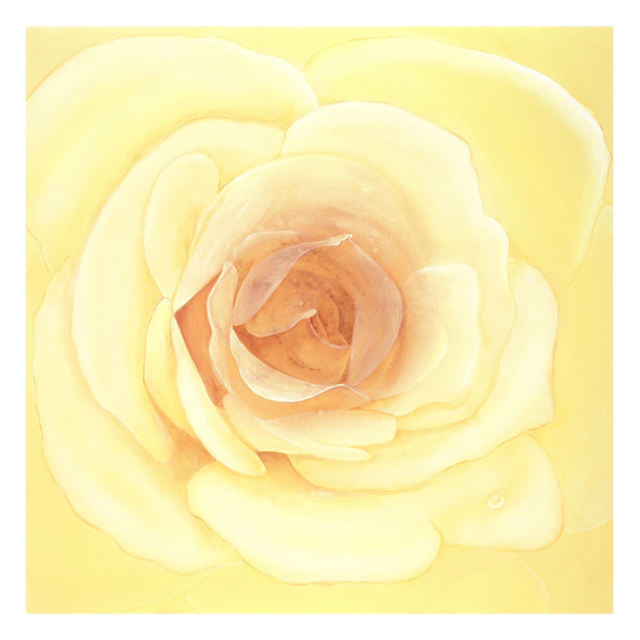 Holy White Rose (by Sabine Maria Leiendecker)